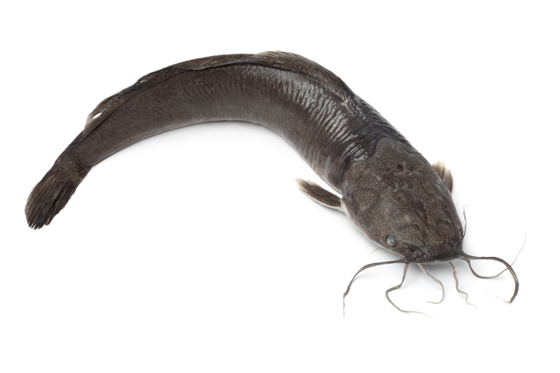 Pescado Bagre De Rio Rio Entero 1000 Gr