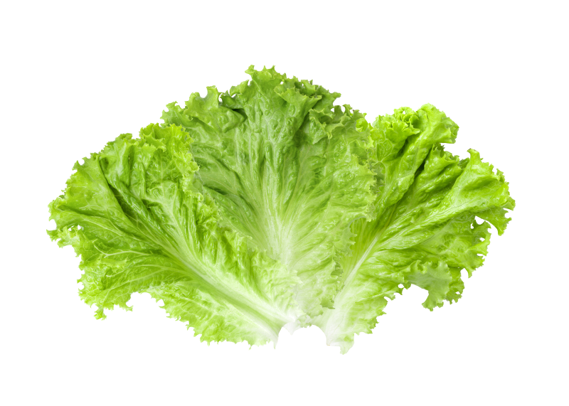 Lechuga Crespa